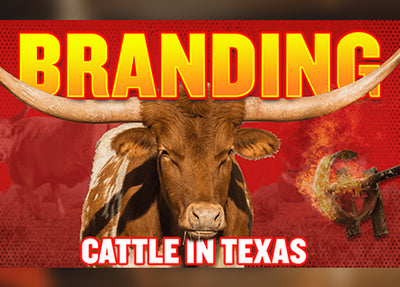 Branding Cattle the Texas Way